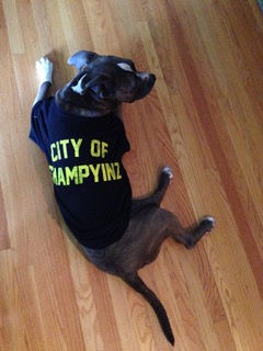 regional accent dog